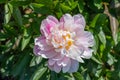 Peony flower in whitish pink with yellow stamens Royalty Free Stock Photo